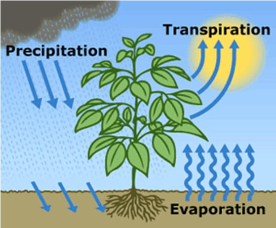 Evapotranspiration